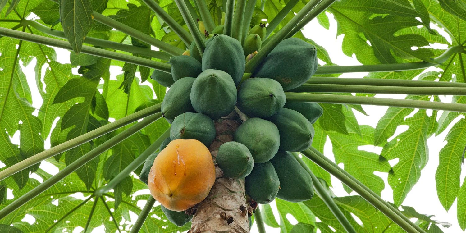 Pawpaw Seedbed