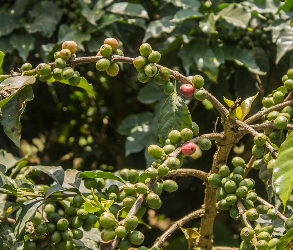 The SL28 coffee variety Seedbed