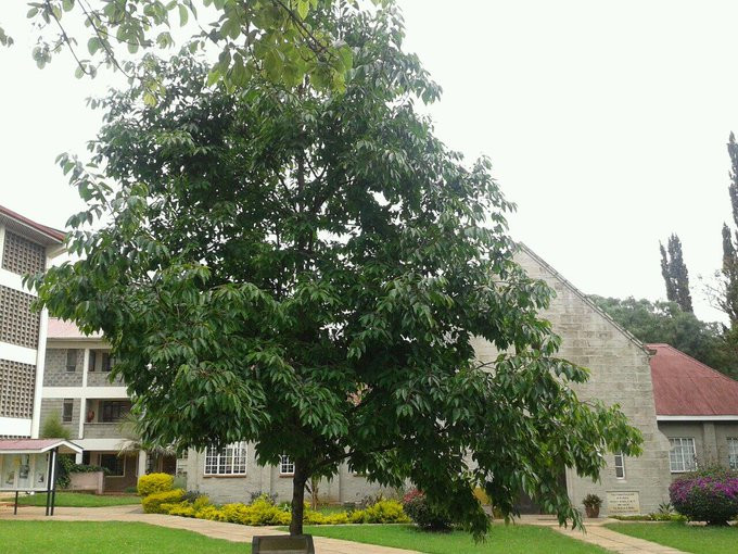 Muiri Tree Seedbed