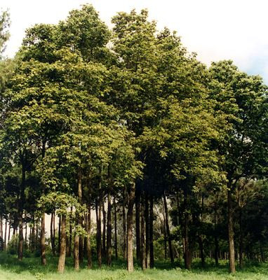 Vitex keniensis (Meru oak) Seedbed