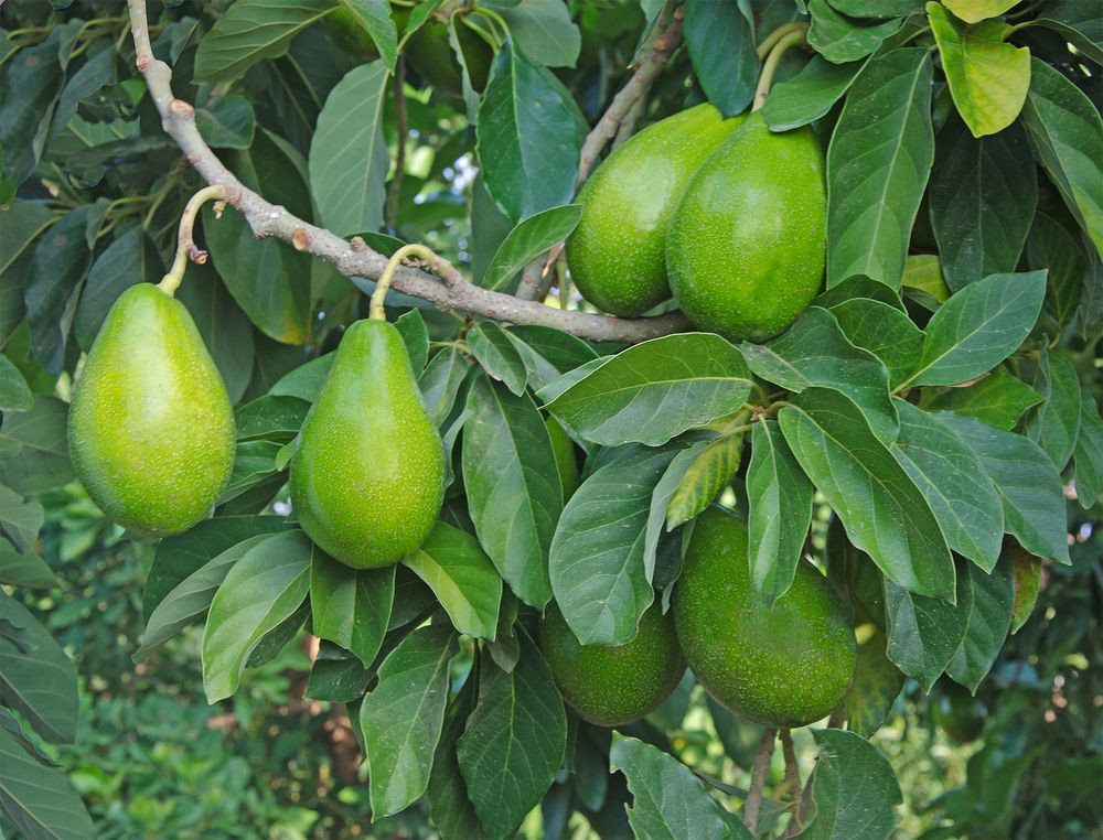 Persea Americana Seedbed