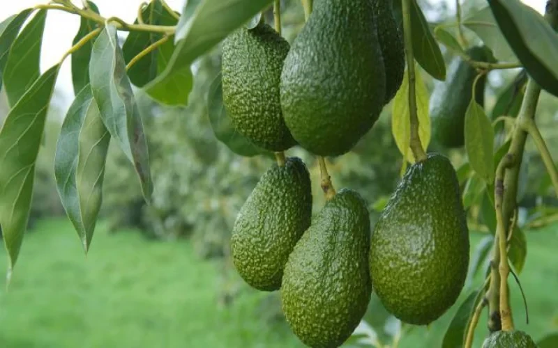 Hass Avocado Seedbed
