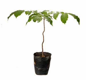 Kiuu Tree
