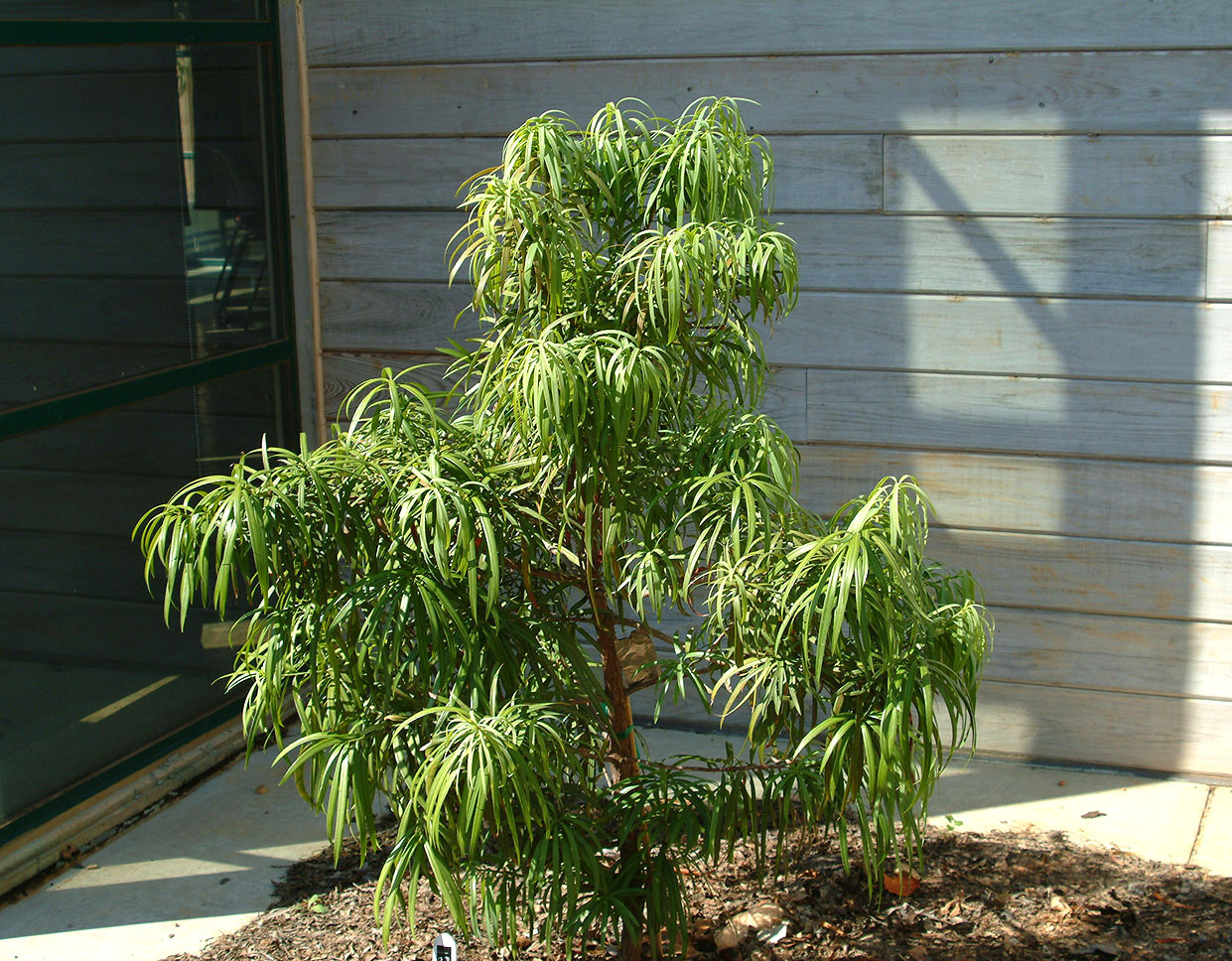podocarpus milanjianus Seedbed