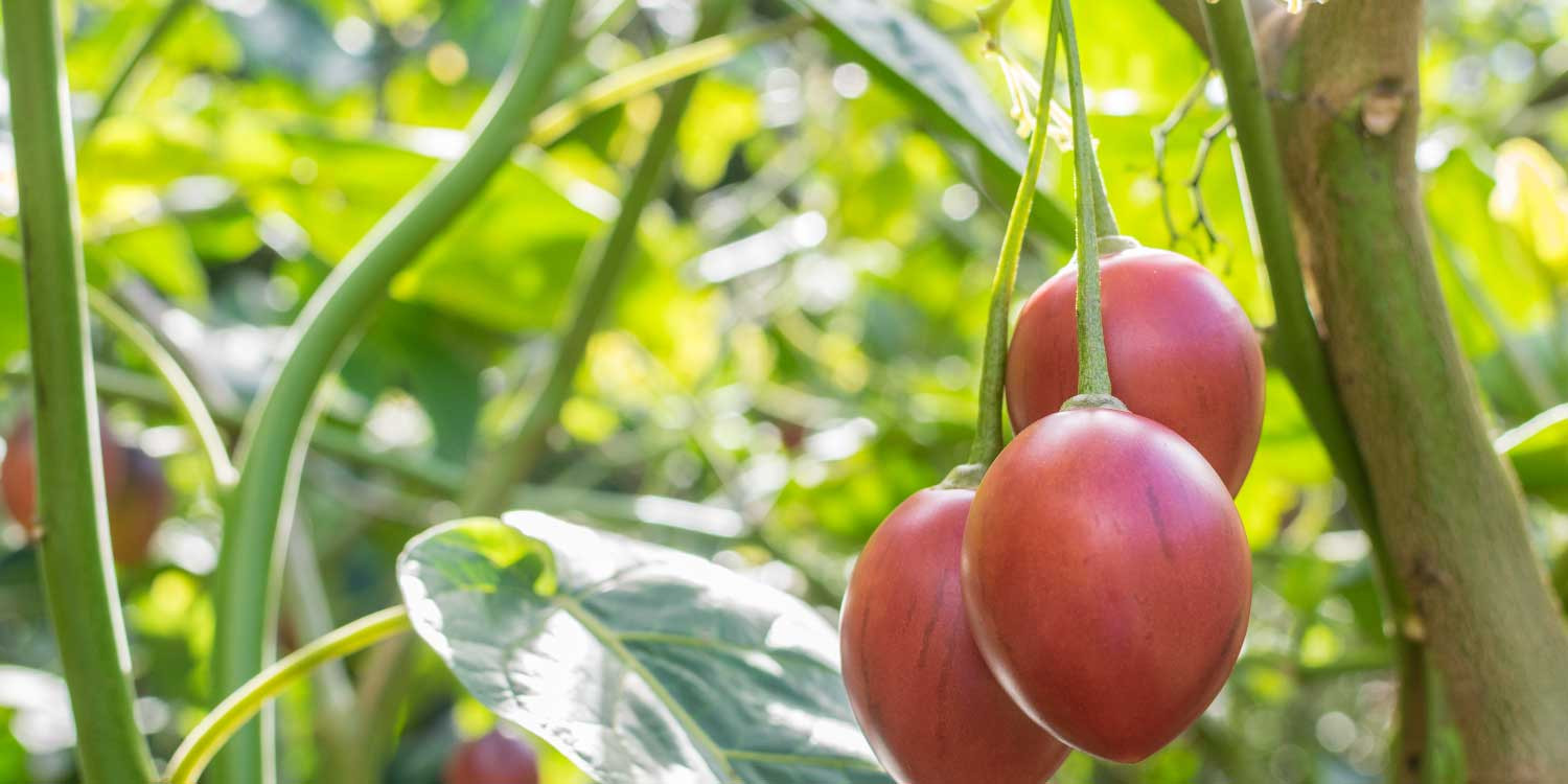Tree Tomato Seedbed