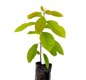 Persea Americana