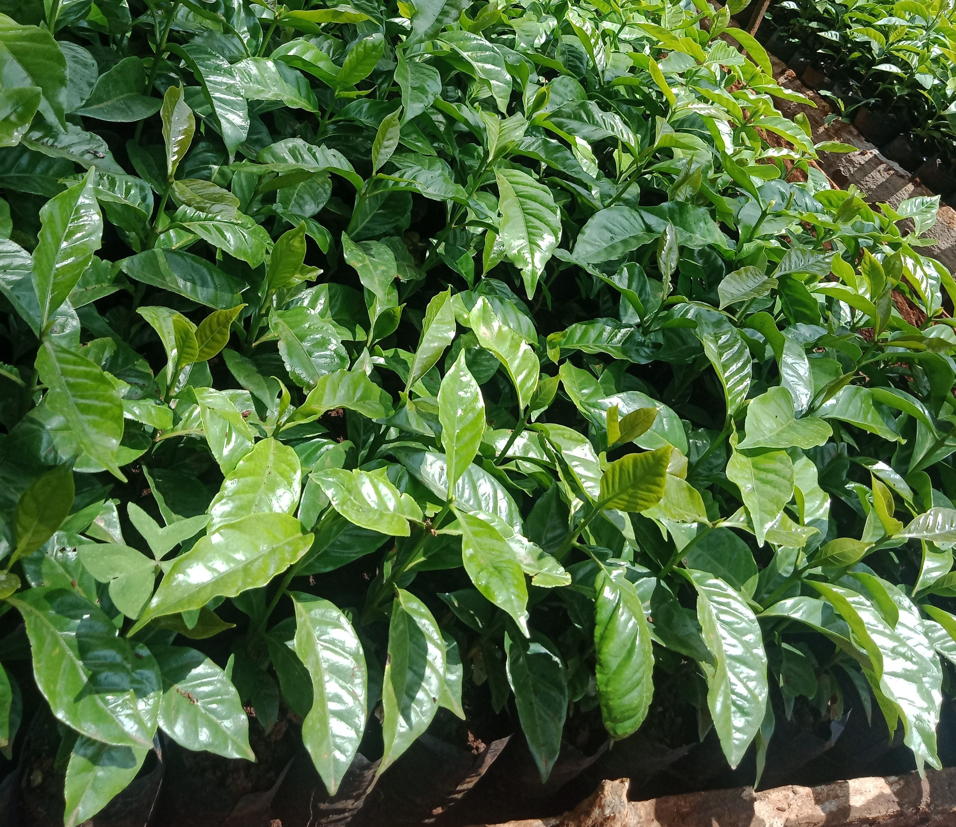 Ruiru 11 Coffee Variety