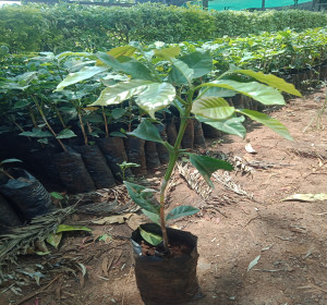 Ruiru 11 Grafted on SL28 or SL34