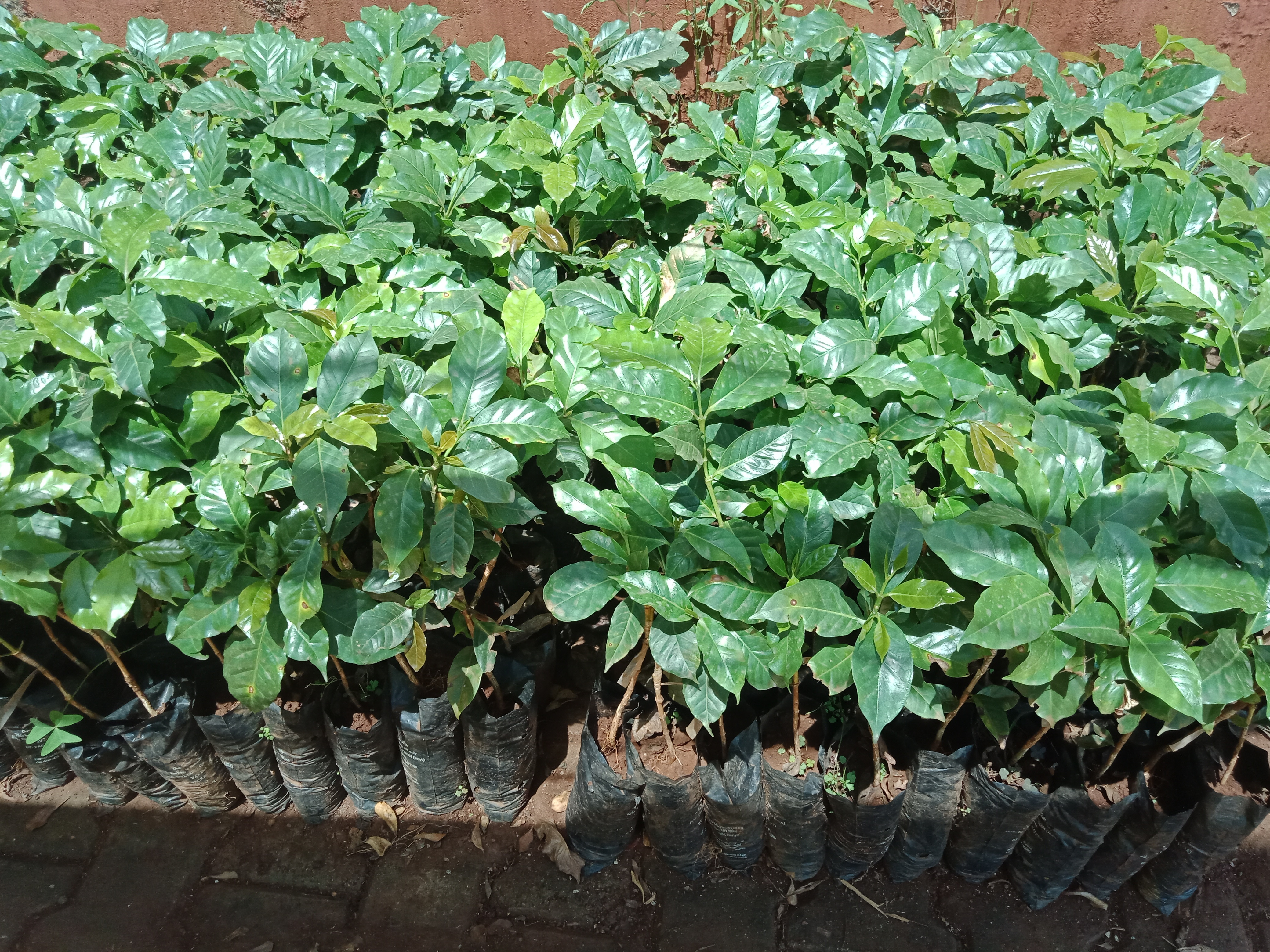 Ruiru 11 Grafted on SL28 or SL34